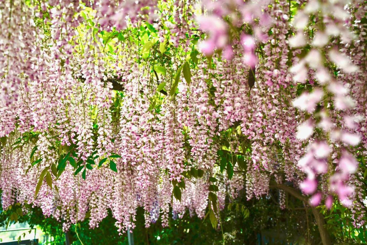 فيستَ B&B Il Giardino Stellato المظهر الخارجي الصورة